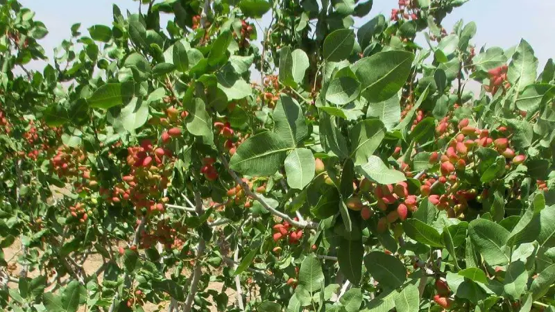 زمان مصرف اسید فسفریک برای پسته