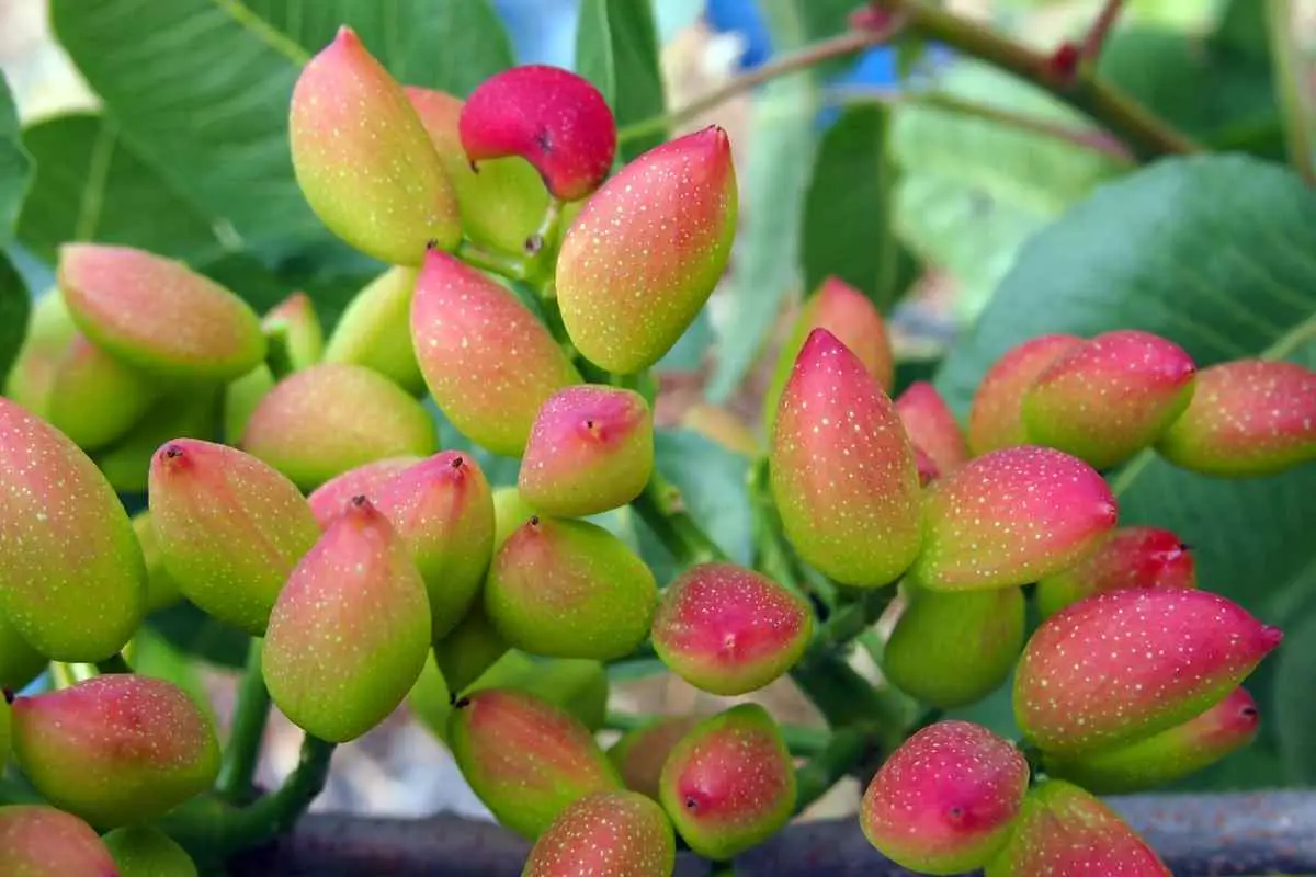 خواص اسید فسفریک برای درخت پسته